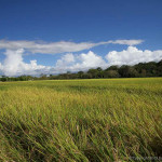 Costa Rica Rice Farming at Zancudo