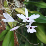 Orchids – Living Jewels of the Jungle