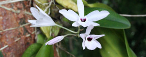 Orchids – Living Jewels of the Jungle